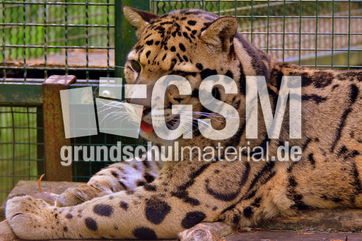 Nebelparder (22).jpg